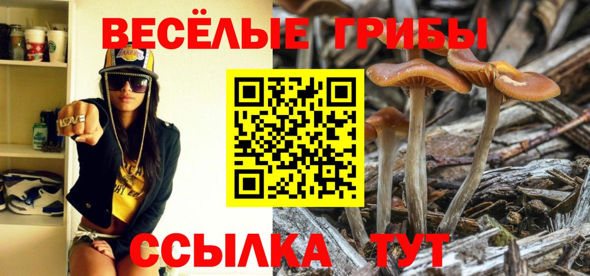 Псилоцибиновые грибы Psilocybe Уссурийск